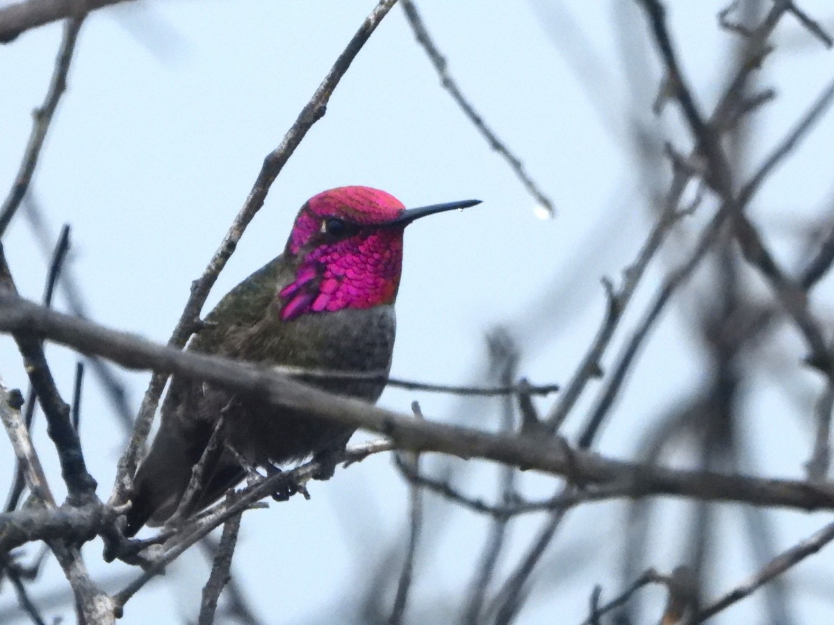 Anna's Hummingbird - ML645598790