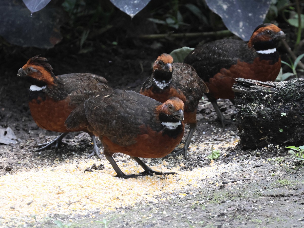 Corcovado Frentirrojo - ML645598808