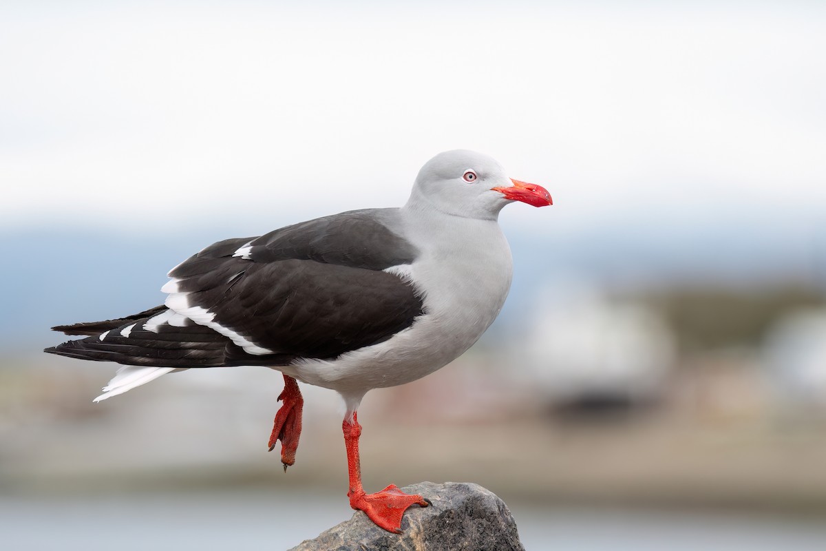 Gaviota Patagona - ML645598809