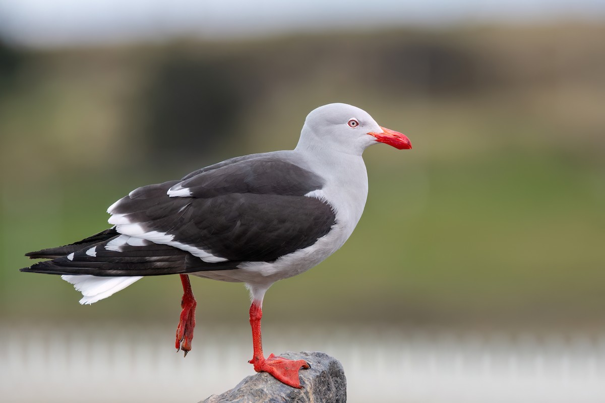 Gaviota Patagona - ML645598810