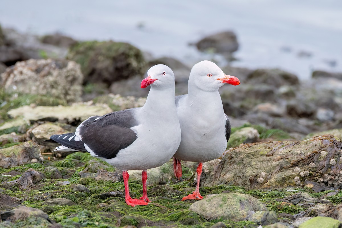 Gaviota Patagona - ML645598811