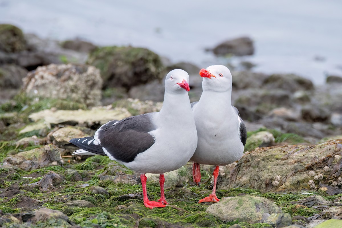 Gaviota Patagona - ML645598812