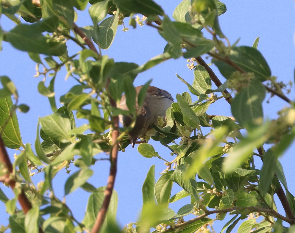 Garden Warbler - ML645598814