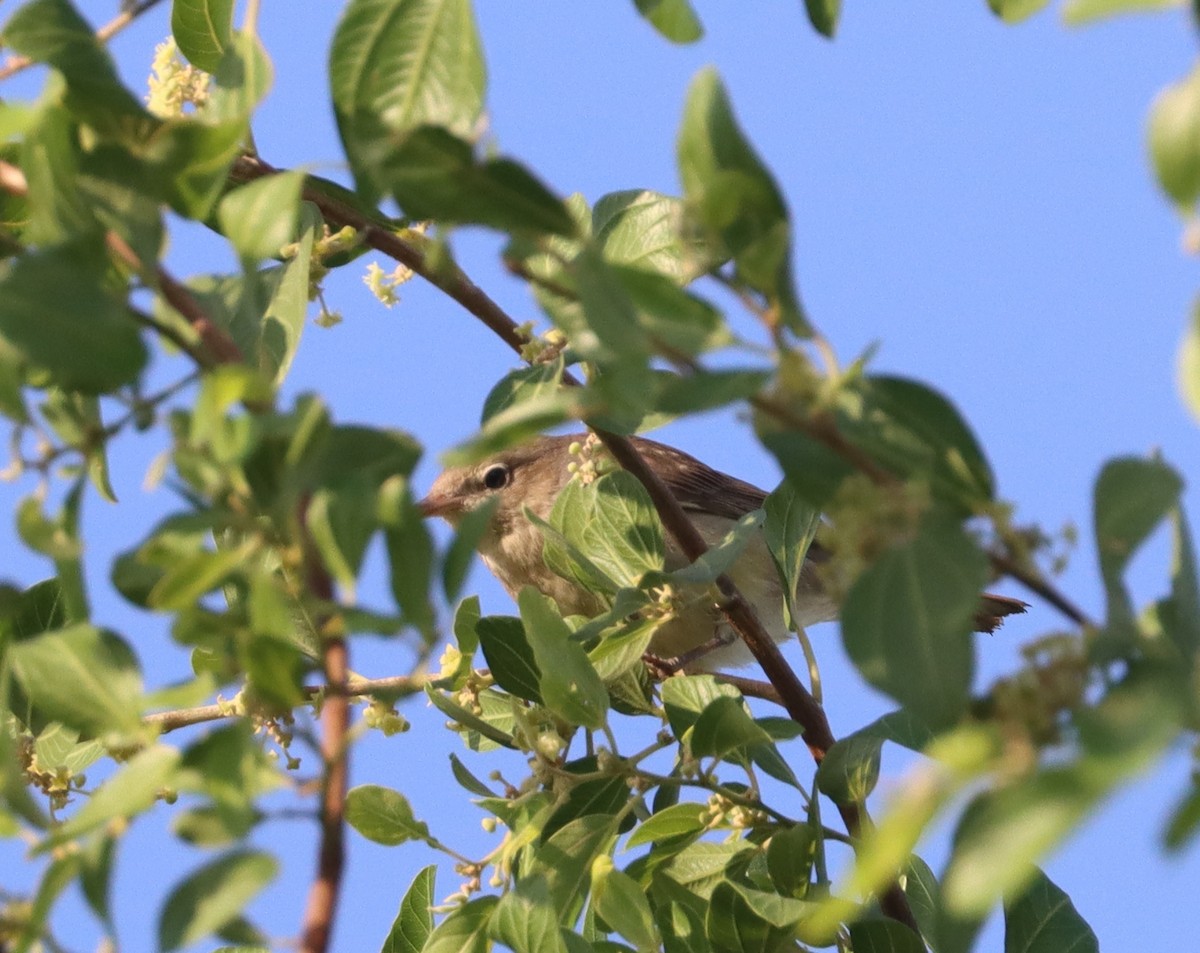 Garden Warbler - ML645598815