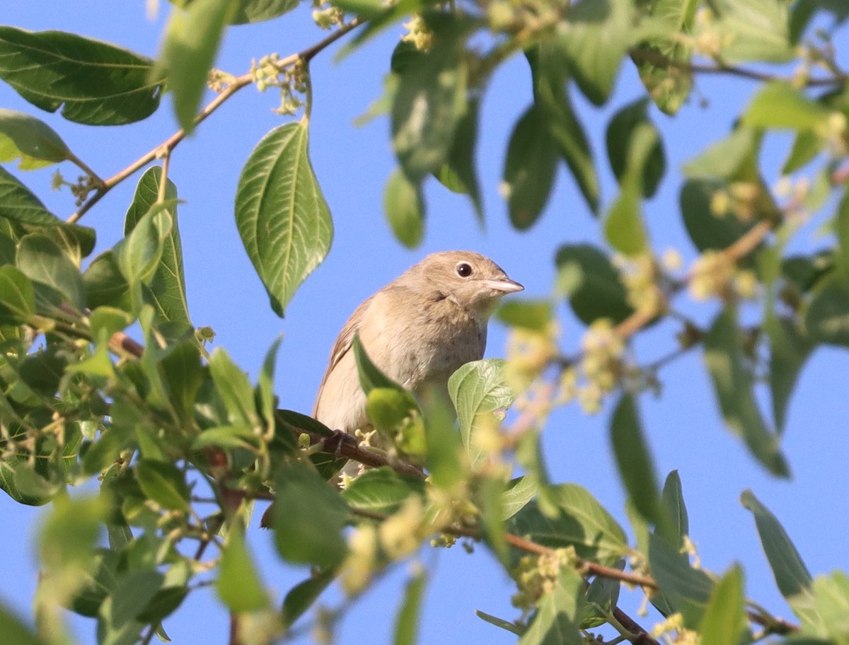 Garden Warbler - ML645598816