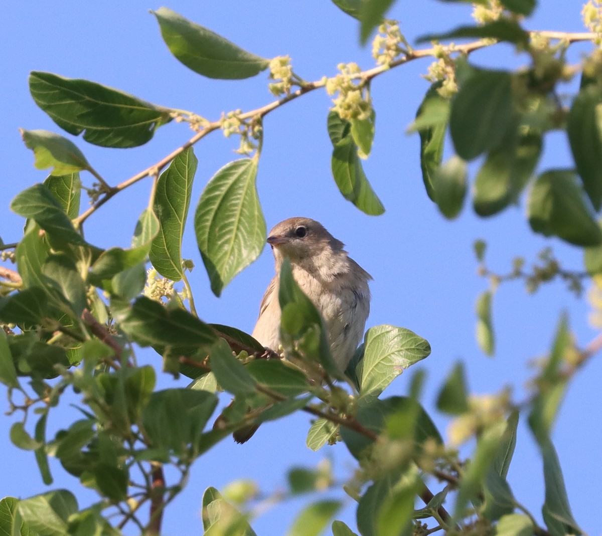 Garden Warbler - ML645598817