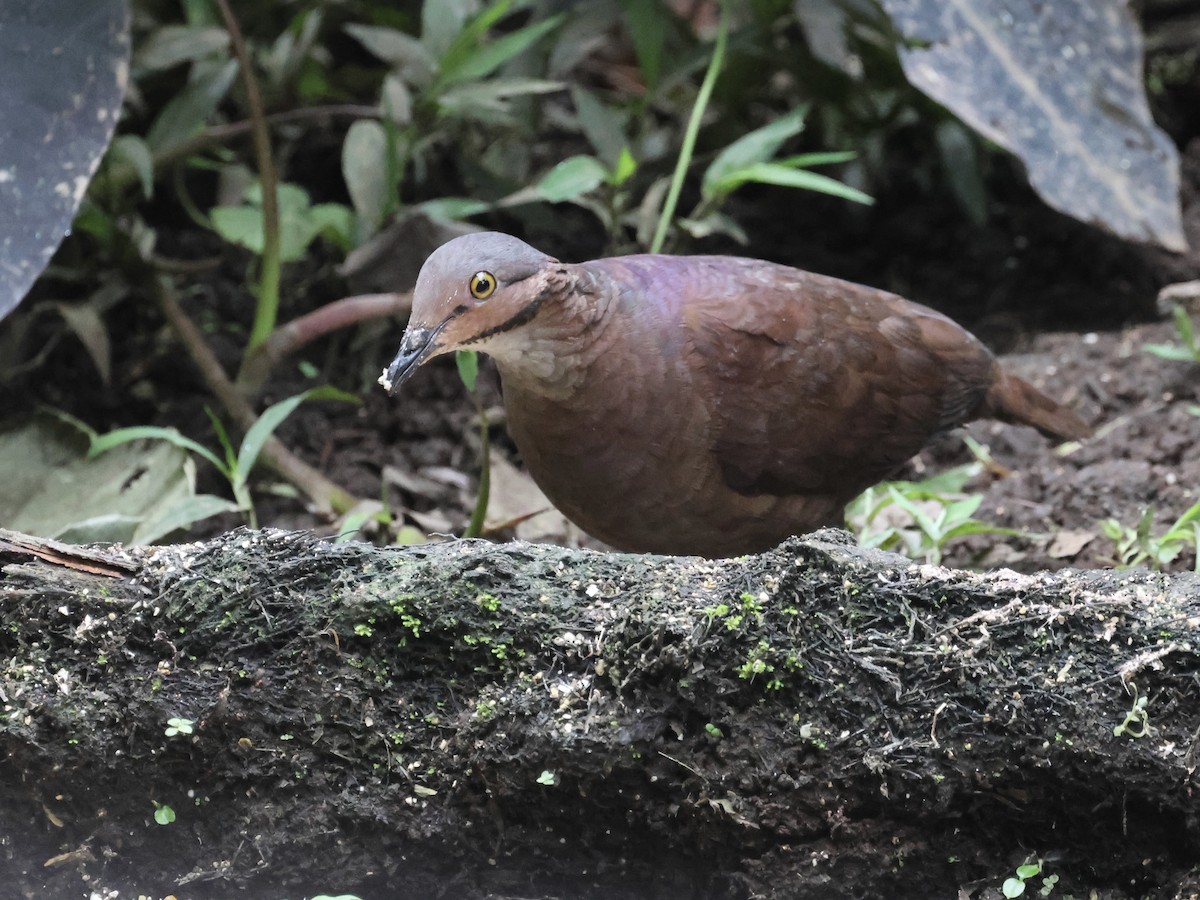 Paloma Perdiz Gorjiblanca - ML645598819