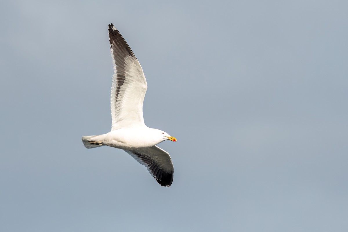 Gaviota Cocinera - ML645598820