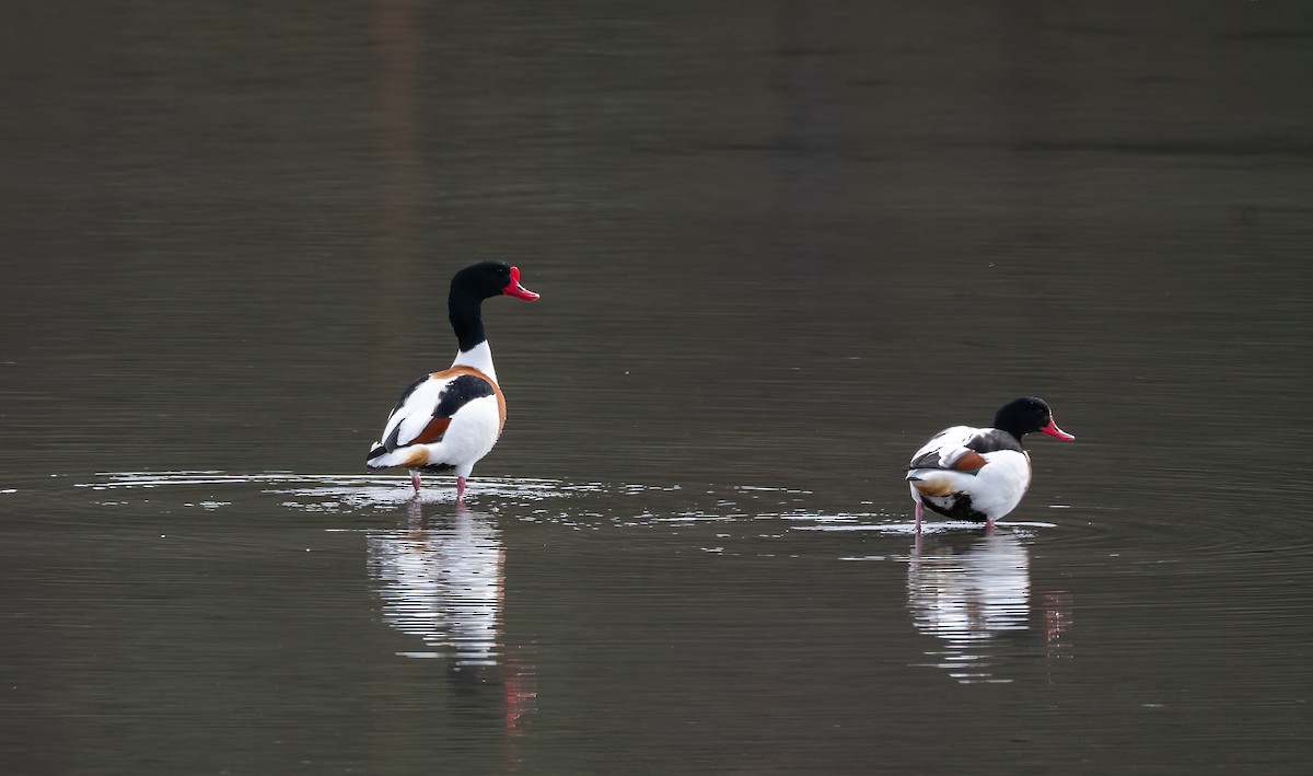 Tarro Blanco - ML645598822