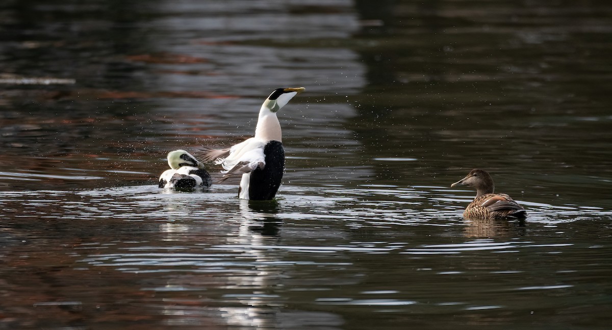 Éider Común (euroasiático) - ML645598826