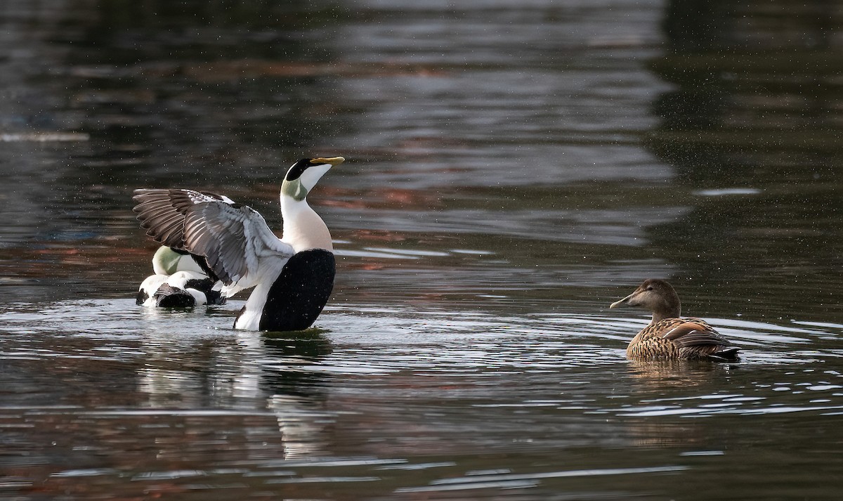 Éider Común (euroasiático) - ML645598827