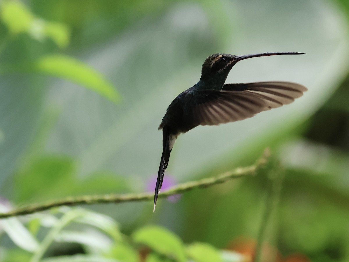 Ermitaño de Yaruquí - ML645598829