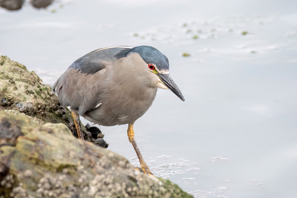 Martinete Común - ML645598830