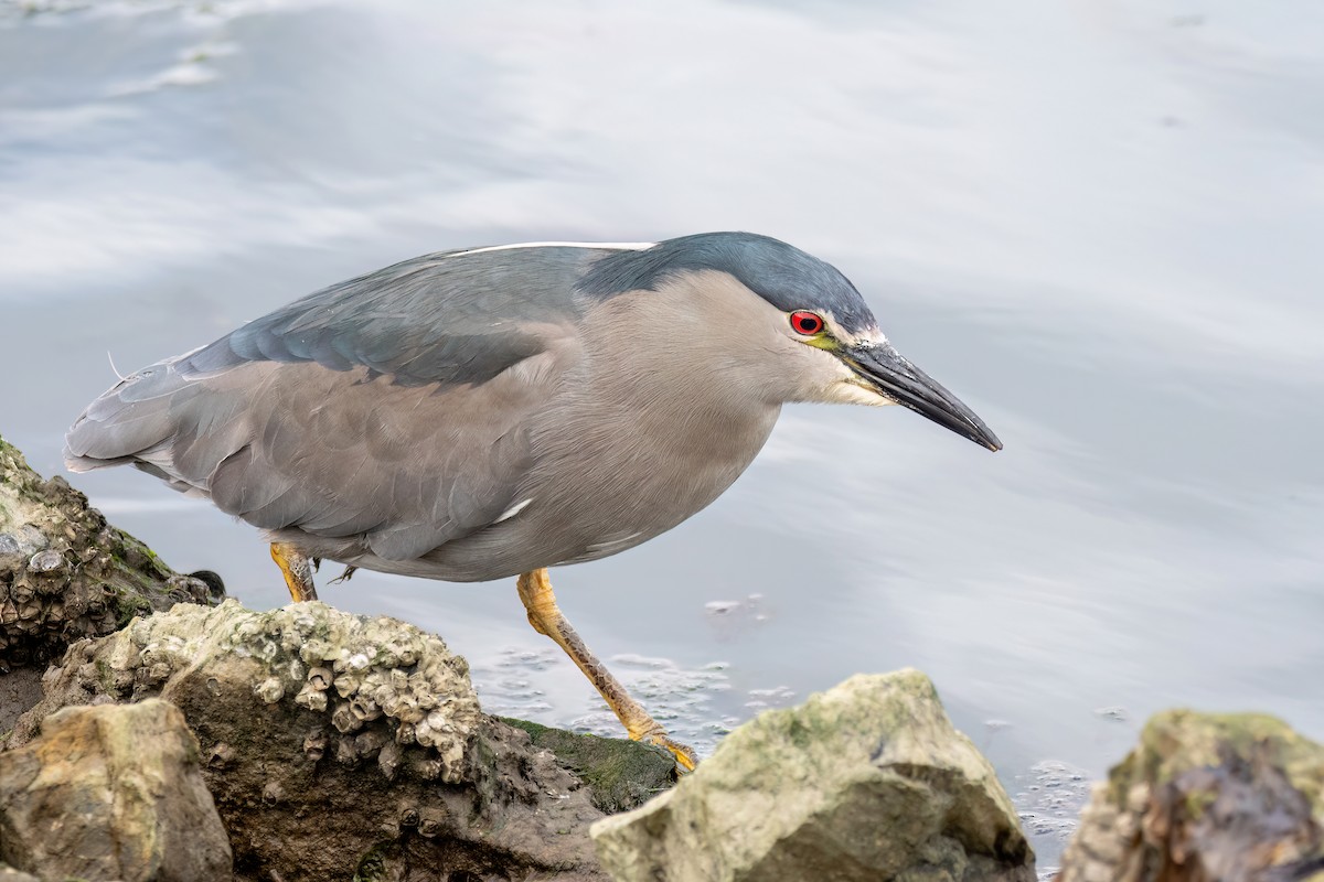 Martinete Común - ML645598831