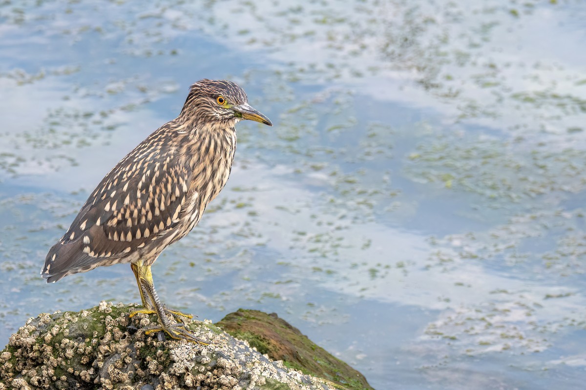 Martinete Común - ML645598832