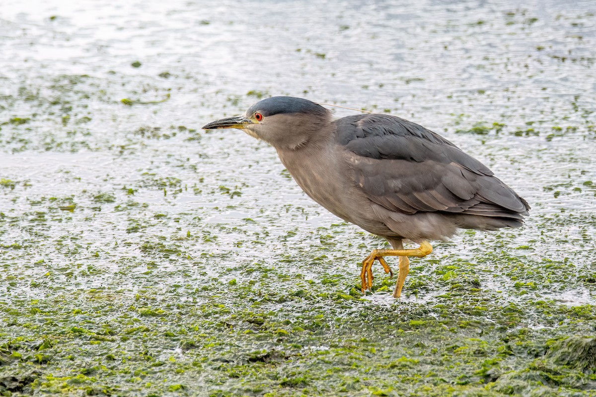 Martinete Común - ML645598833