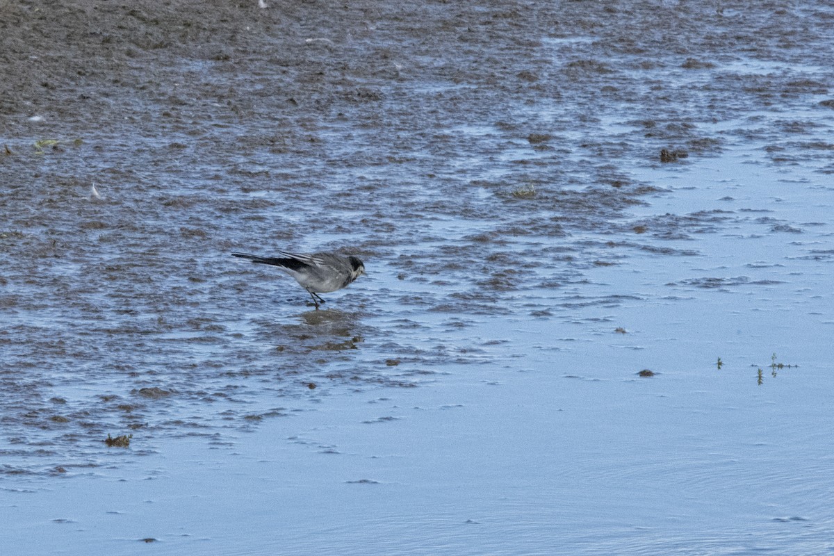 konipas bílý - ML645598837