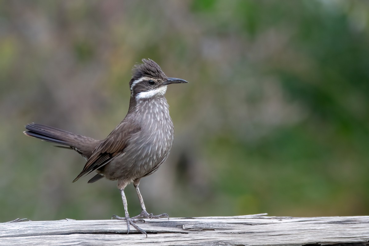 Remolinera Araucana - ML645598841