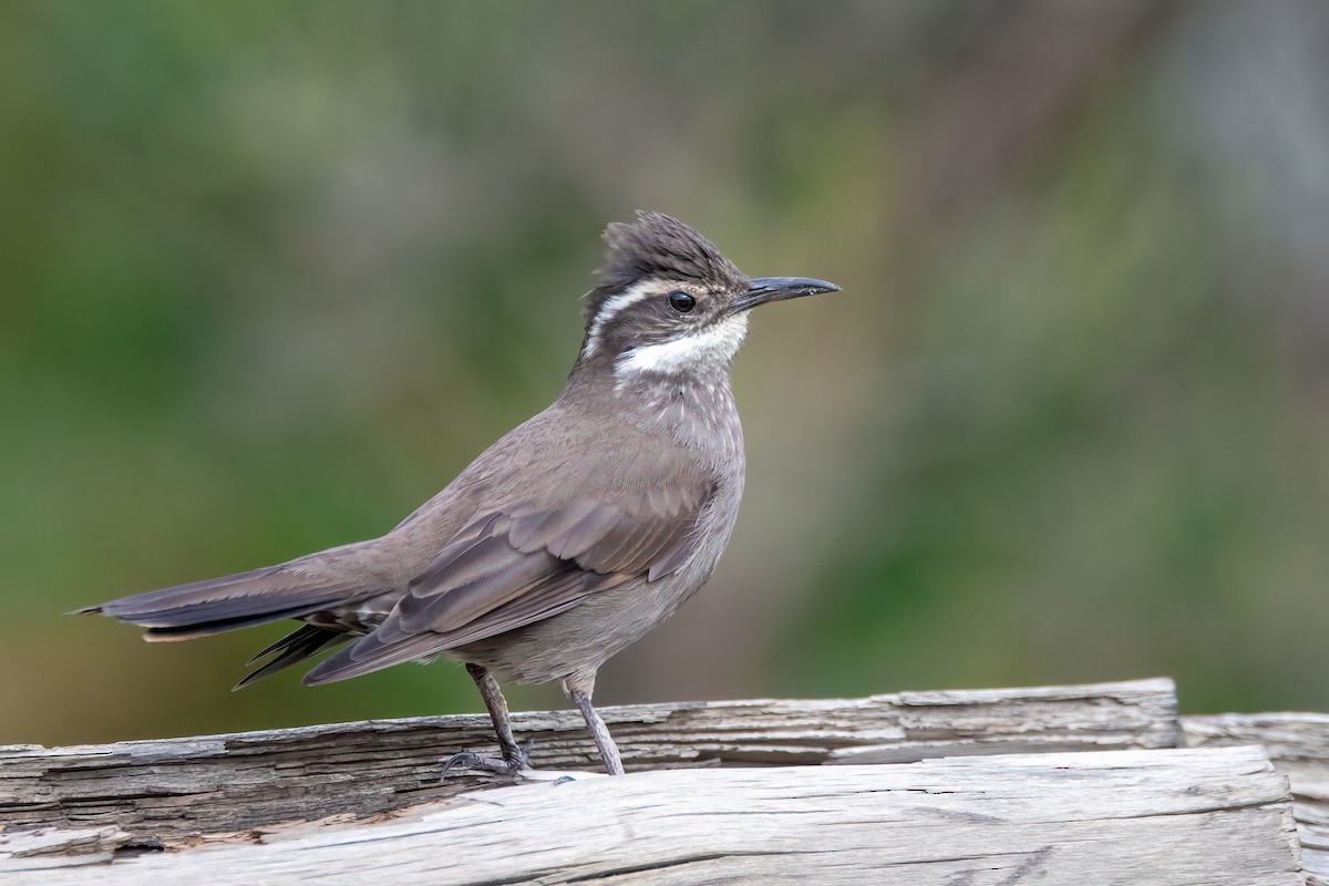 Remolinera Araucana - ML645598842