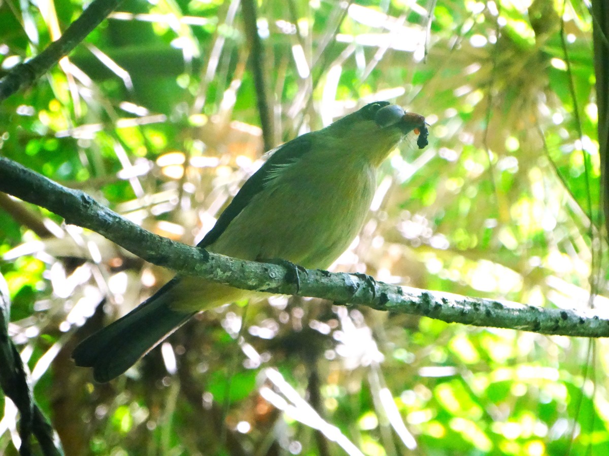 Tangara de Anteojos - ML645598843