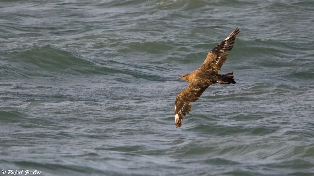 Págalo Grande - ML645598844