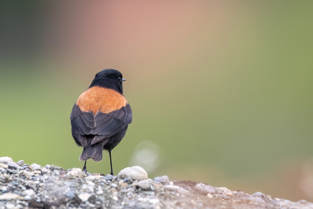 Negrito Austral - ML645598847