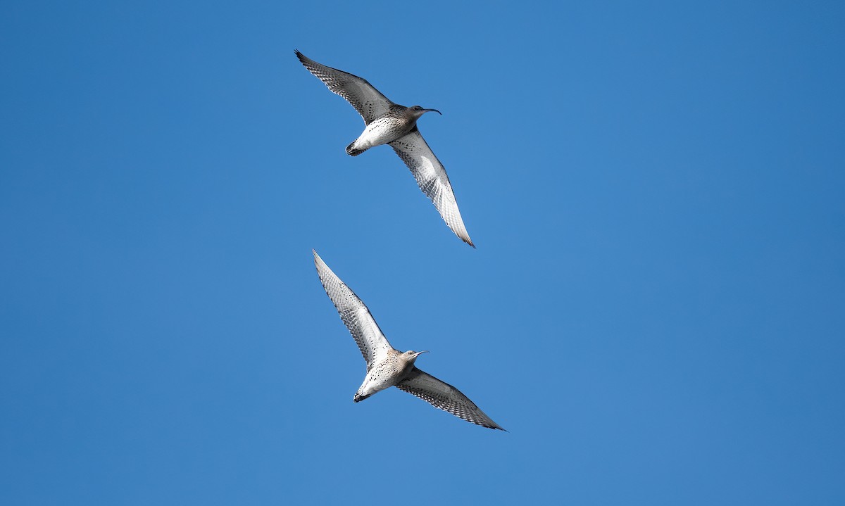 Zarapito Real - ML645598848