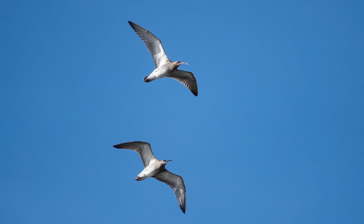 Zarapito Real - ML645598849