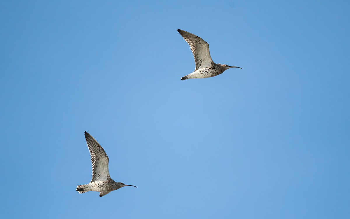 Zarapito Real - ML645598850