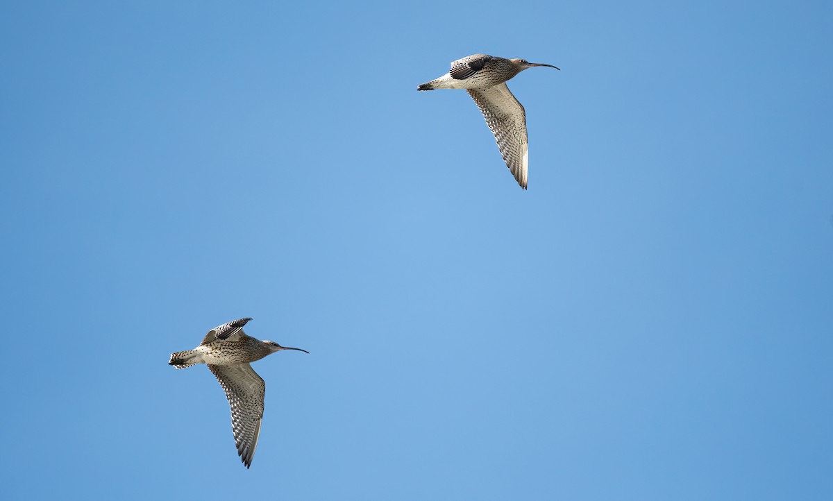 Zarapito Real - ML645598851