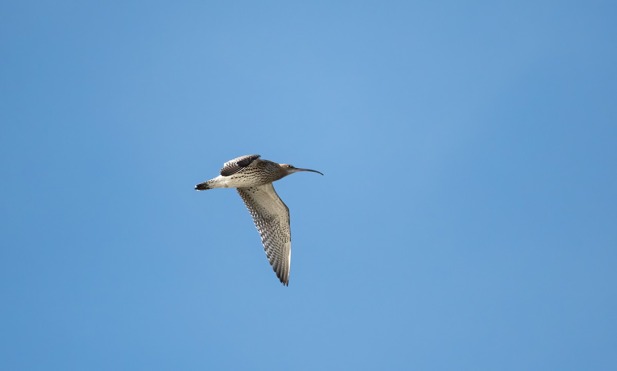 Zarapito Real - ML645598852