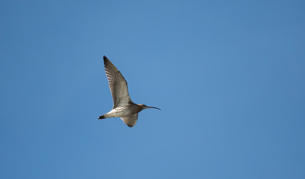 Zarapito Real - ML645598853