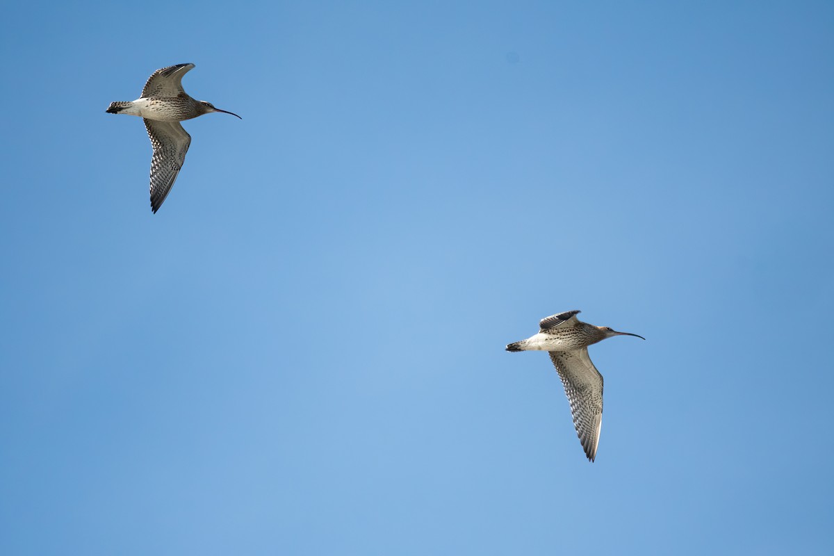 חרמשון גדול - ML645598854