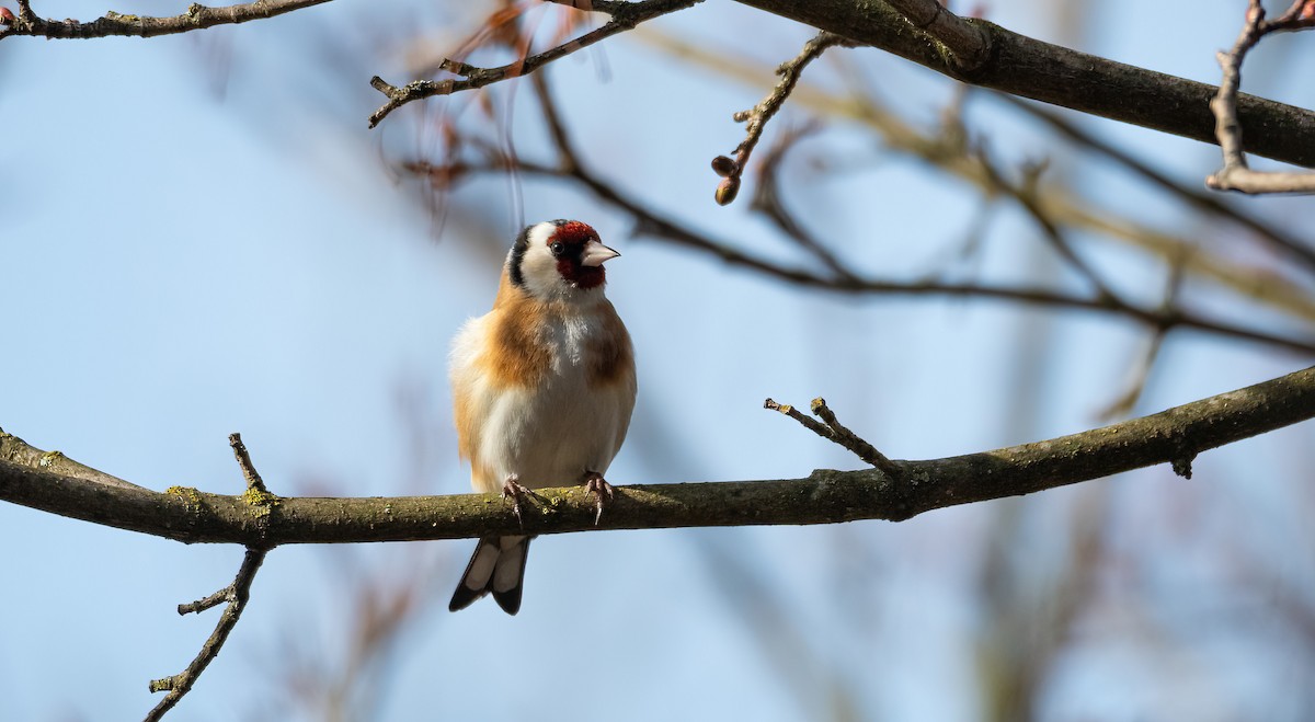 חוחית - ML645598863