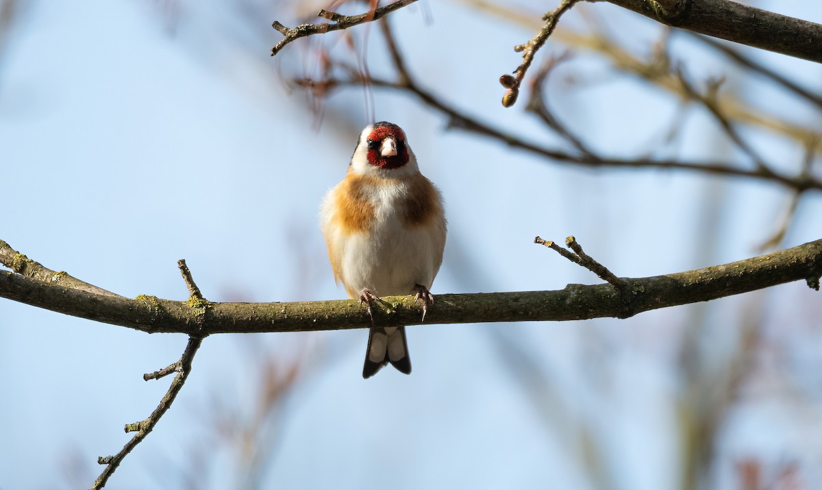 חוחית - ML645598864