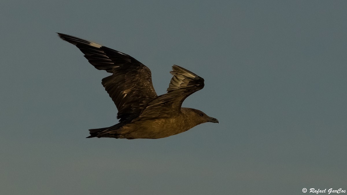 Great Skua - ML645598865