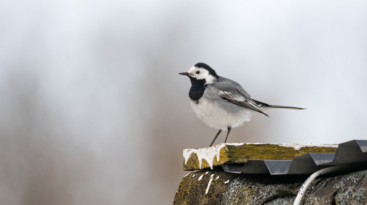 נחליאלי לבן (לבן-פנים) - ML645598867