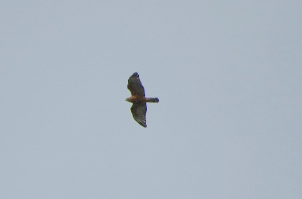 Red-shouldered Hawk - ML645598869