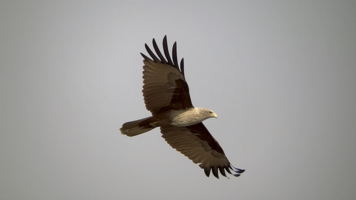 Brahminy Kite - ML645598870