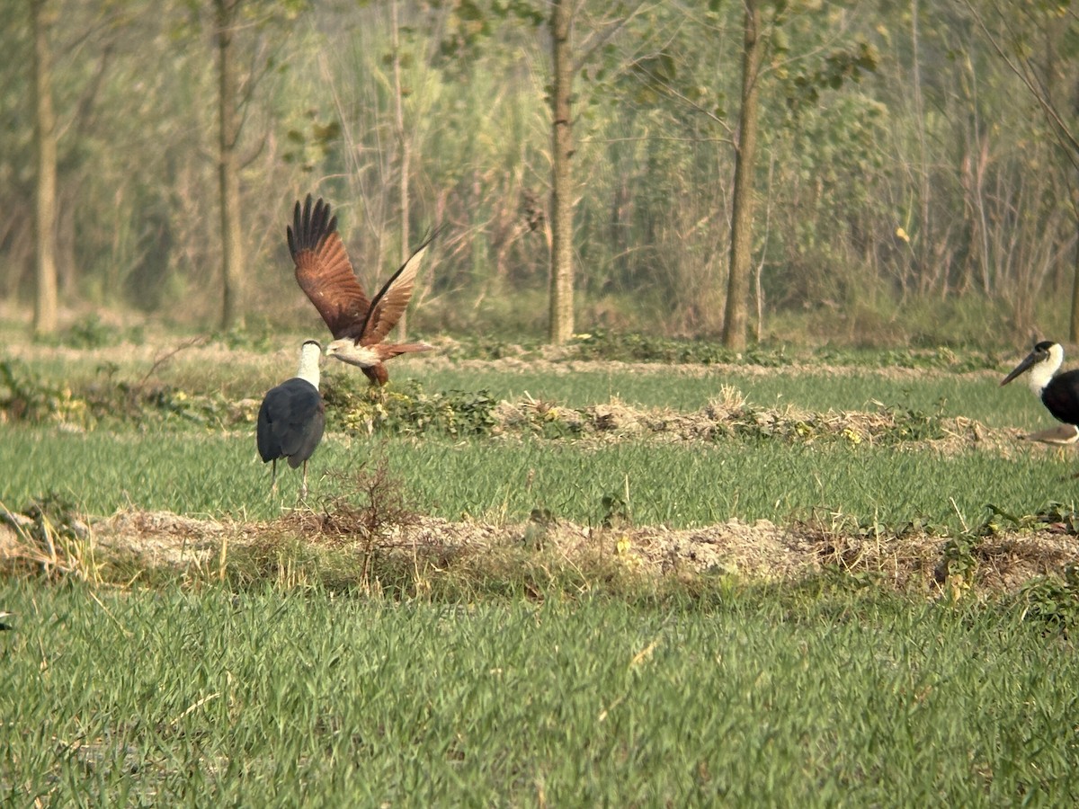 Brahminy Kite - ML645598871