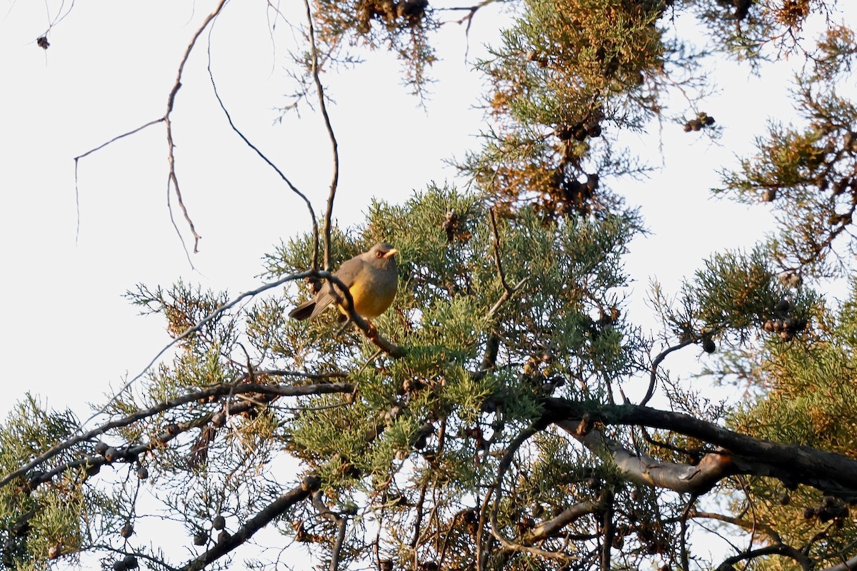 Abyssinian Thrush - ML645598872