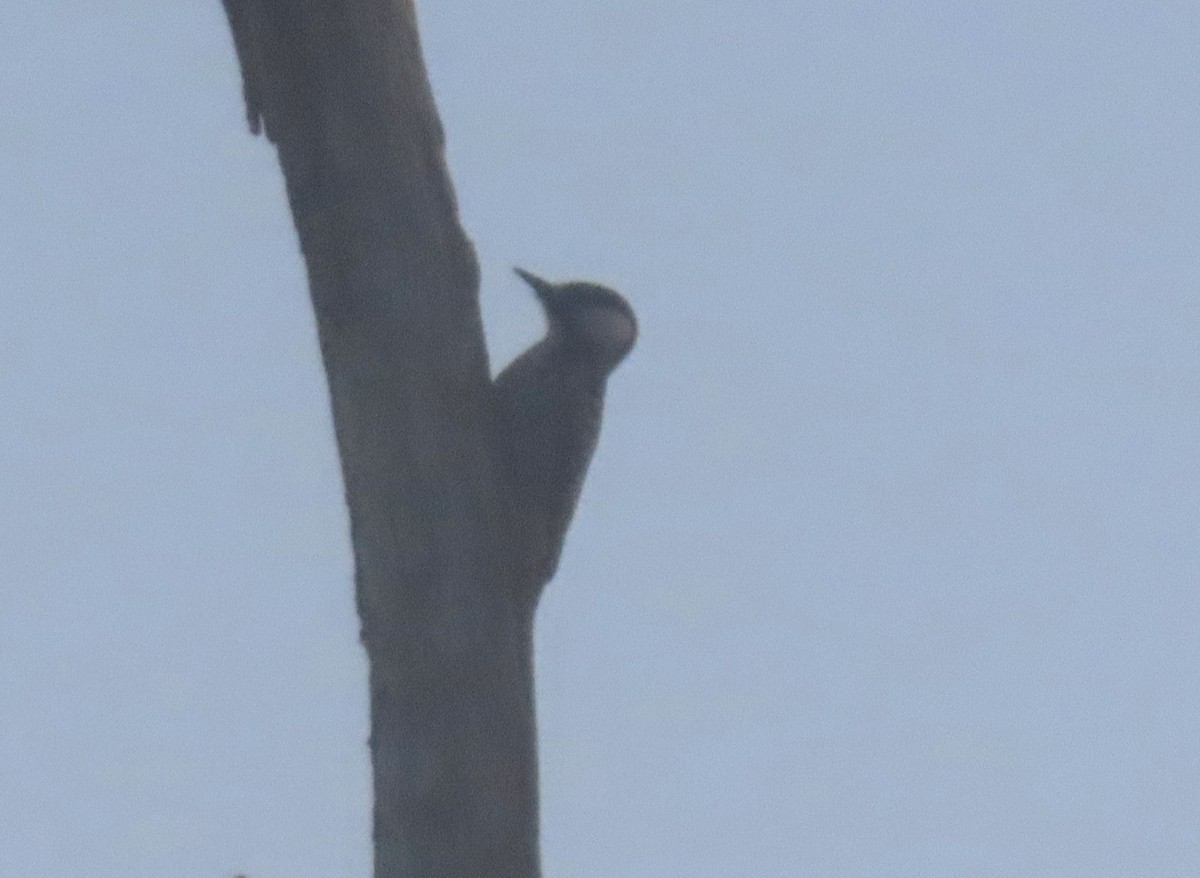 Red-cockaded Woodpecker - ML645598874