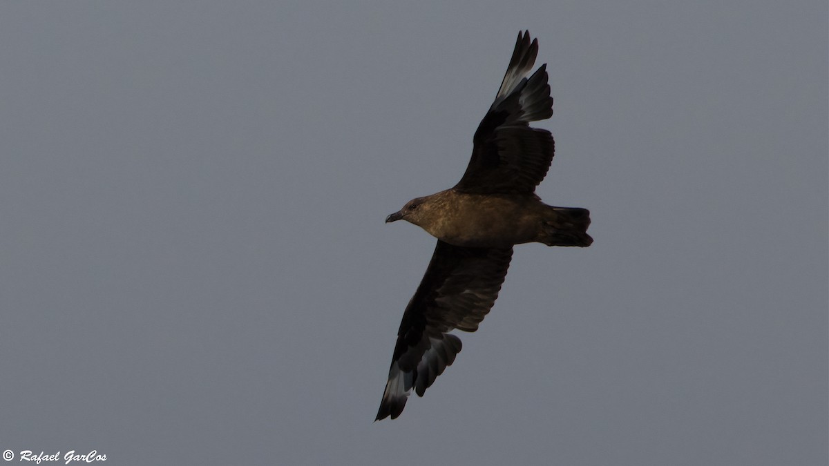 Great Skua - ML645598875