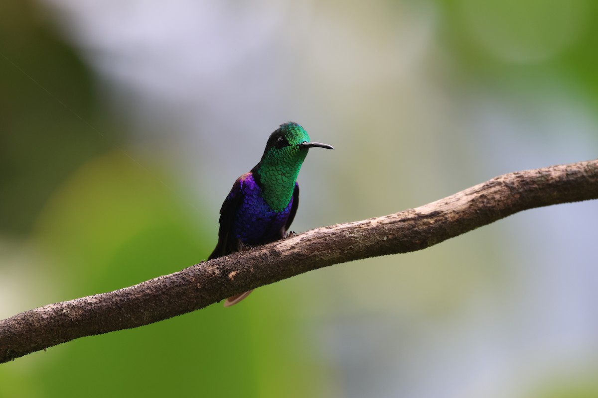 Crowned Woodnymph - ML645598876