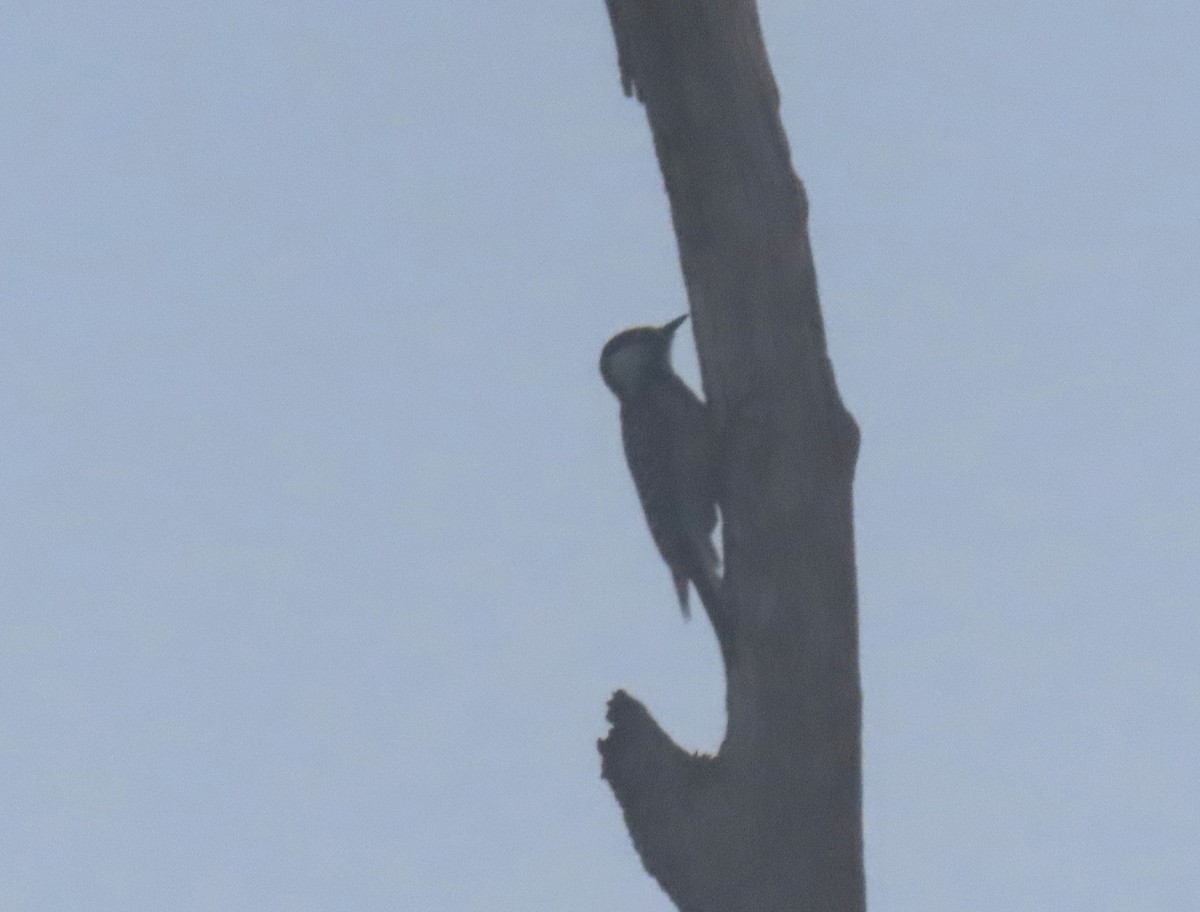 Red-cockaded Woodpecker - ML645598880