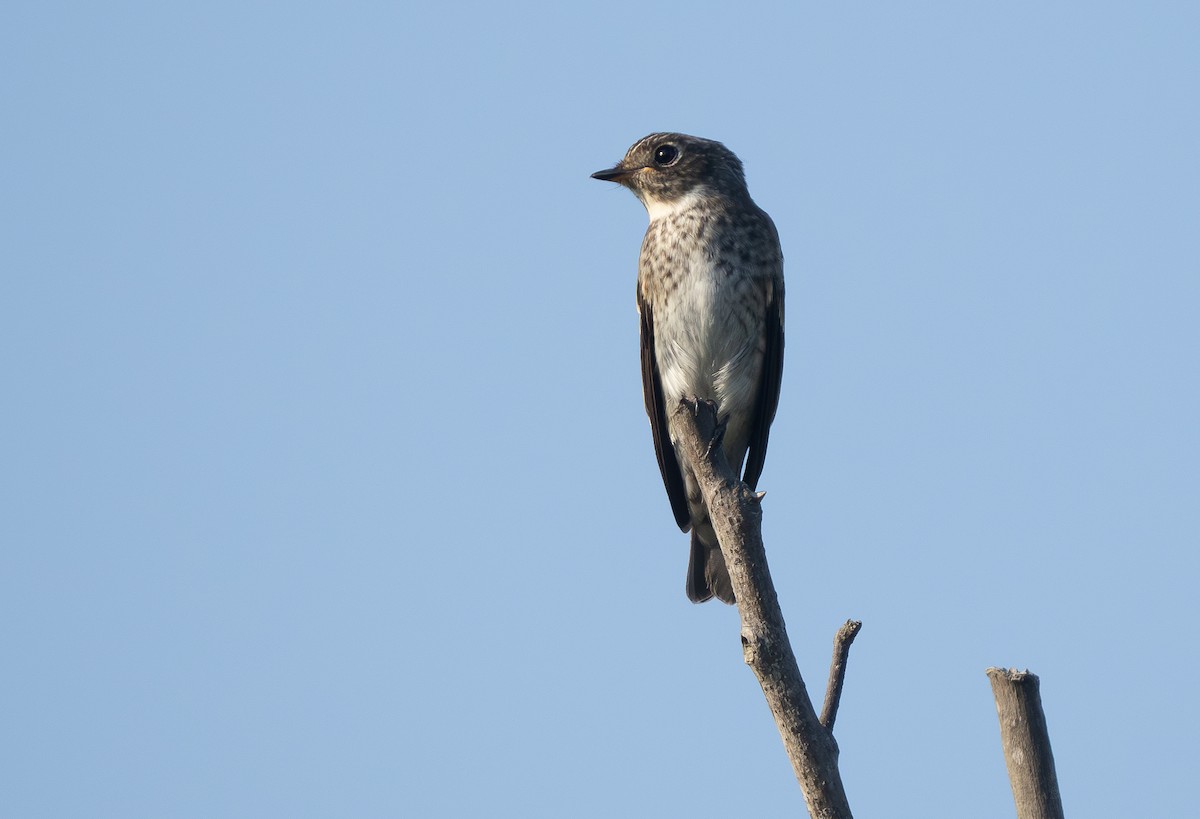 Dark-sided Flycatcher (Siberian) - ML645598887