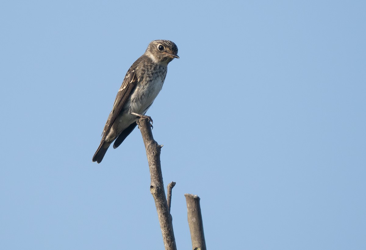 Dark-sided Flycatcher (Siberian) - ML645598888