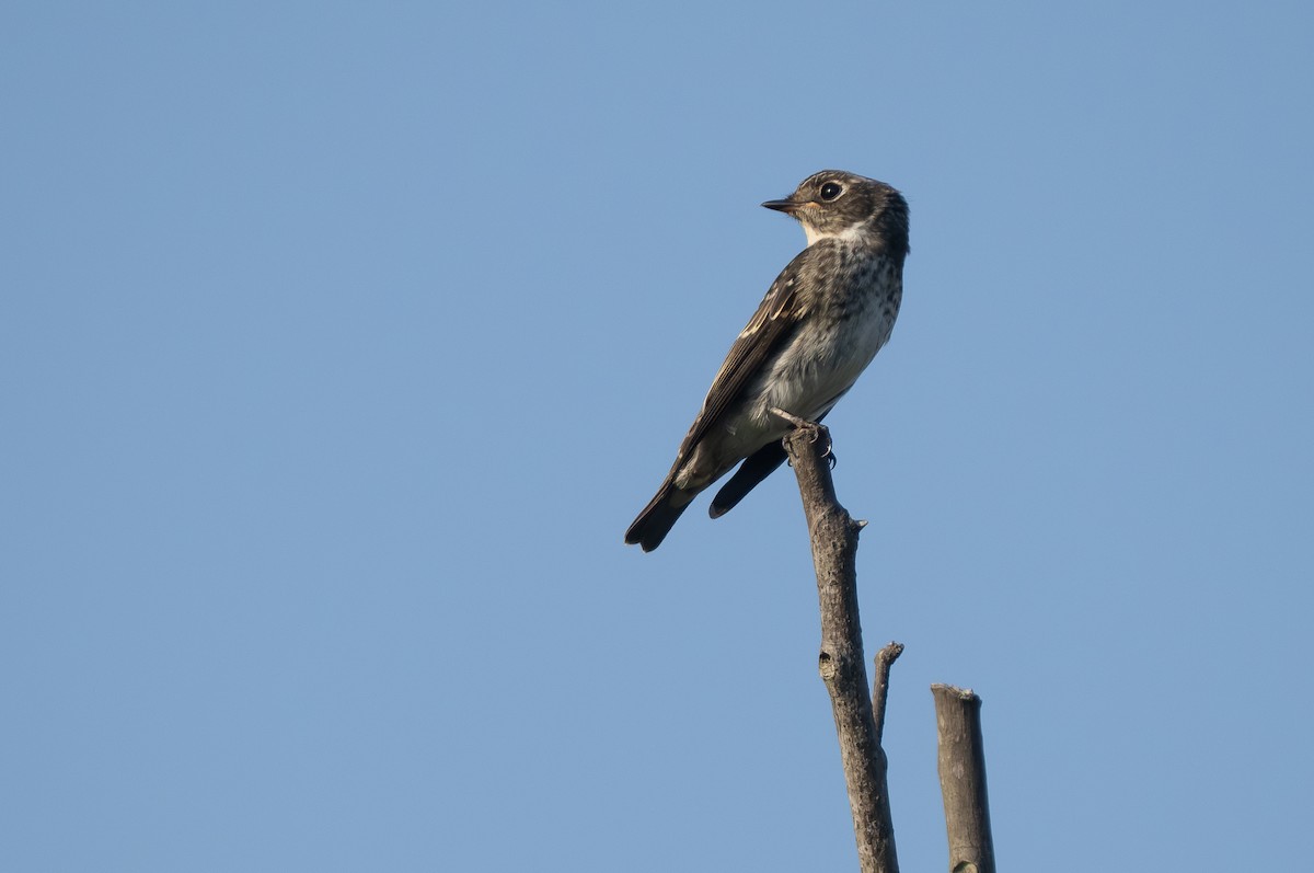Dark-sided Flycatcher (Siberian) - ML645598889