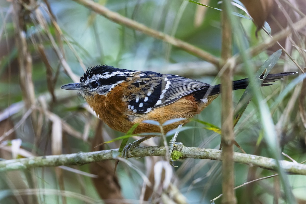 Ferruginous Antbird - ML645598890