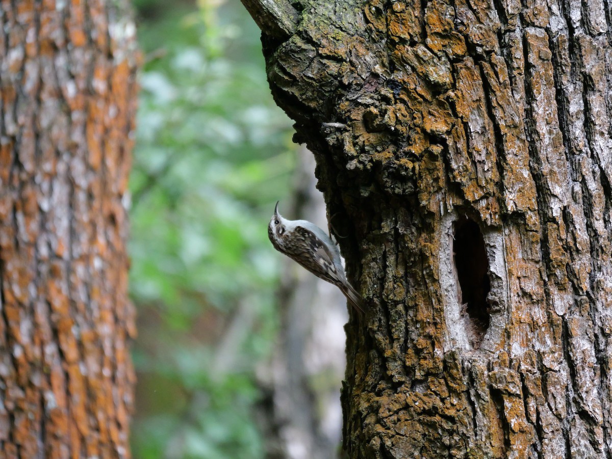 Eurasian Treecreeper - ML645598892